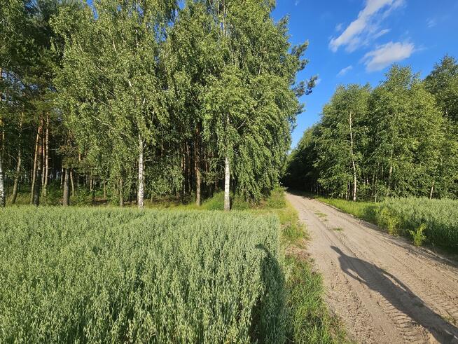 Sprzedam las sosnowy na pniu 14 000m²