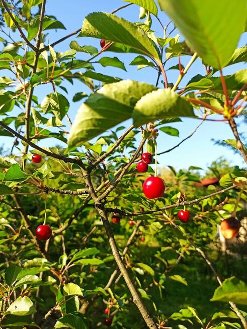 Słoneczna działka 800m² / ROD Elektron Szczaki