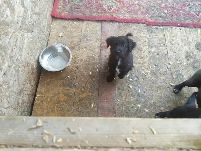 Oddam za darmo trzy suczki kontakt 693215119