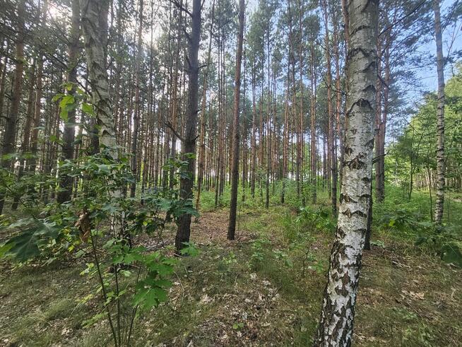 Sprzedam las sosnowy na pniu 14 000m²