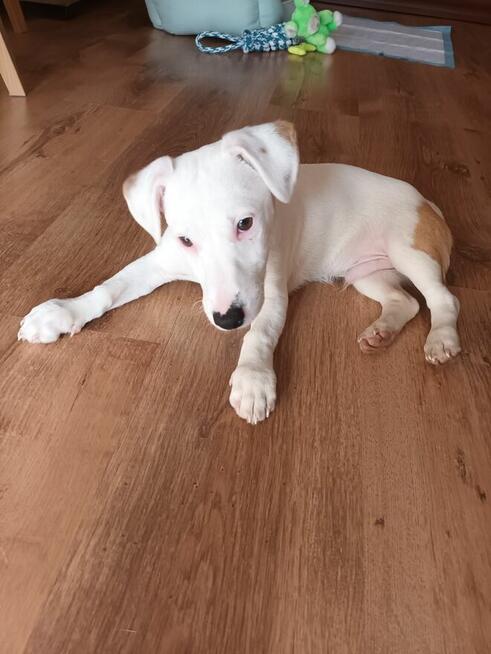 Jack Russell Terrier