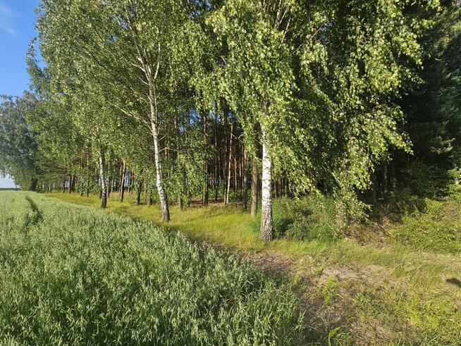 Sprzedam las sosnowy na pniu 14 000m²