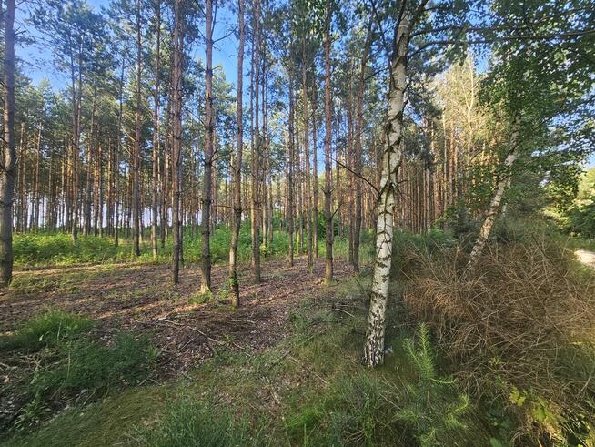 Sprzedam las sosnowy na pniu 14 000m²