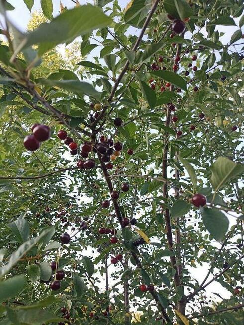 Działka ROD wrocław Brochów