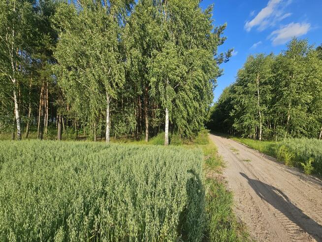 Sprzedam las sosnowy na pniu 14 000m²