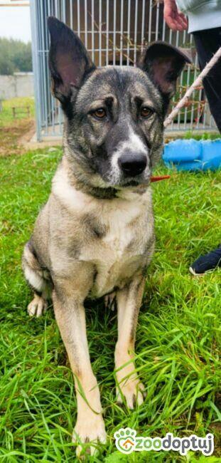 IGA - super sunia szuka najlepszego domu