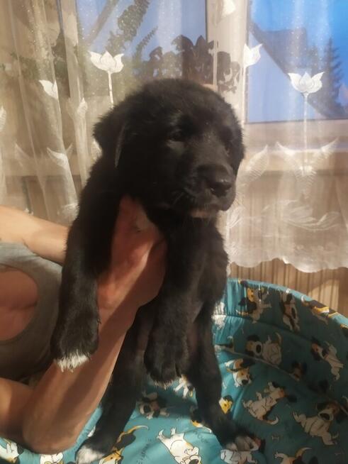 Oddam za darmo trzy suczki kontakt 693215119