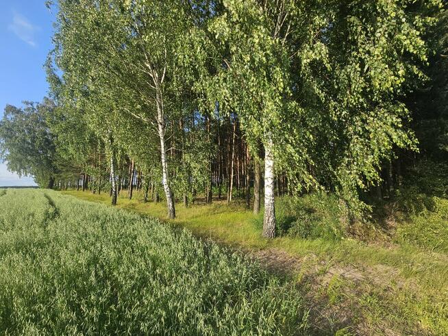 Sprzedam las sosnowy na pniu 14 000m²