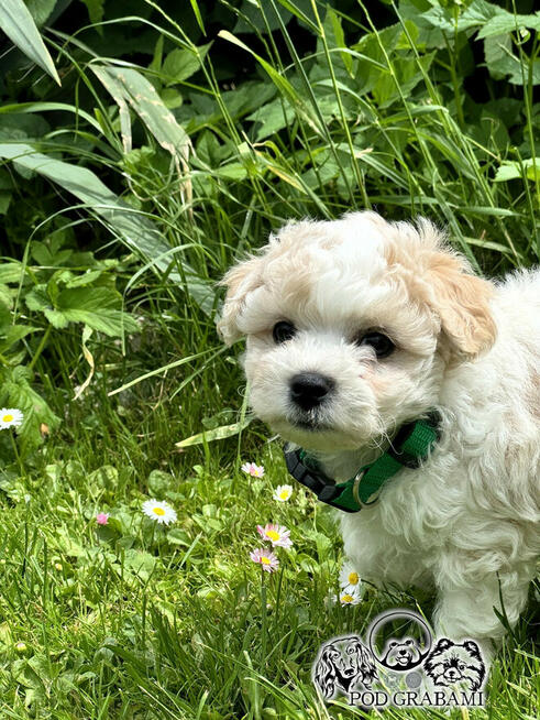 Bichon frise FCI po Multichampionie.