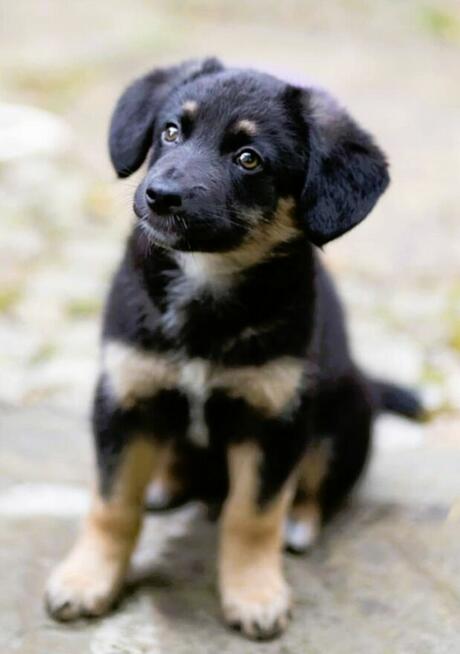 PIXEL - super szczeniak szuka najlepszego domu