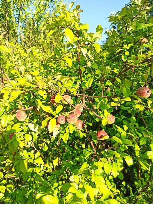 Słoneczna działka 800m² / ROD Elektron Szczaki