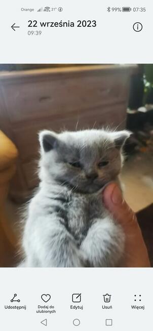 Kociaczki brytyjskie