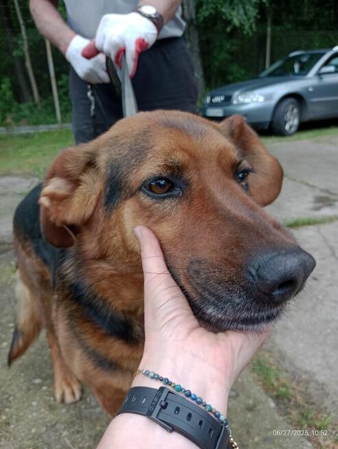 Błagam o dom dla Gnoma, który przebywa w Sobolewie uratuj go