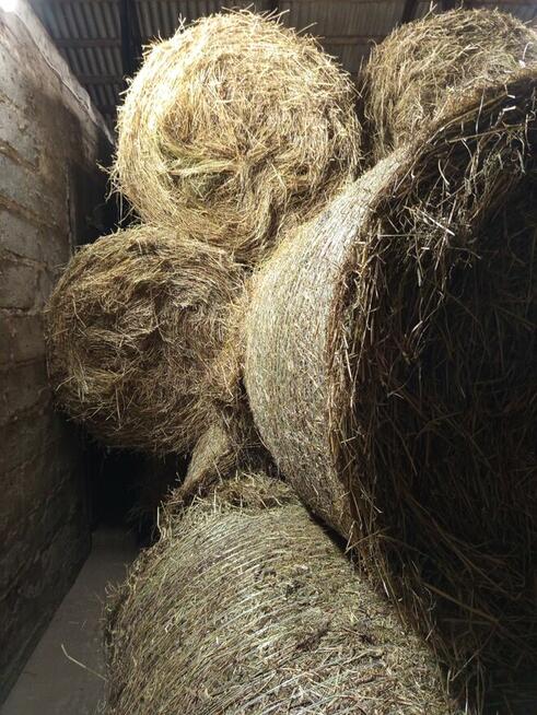Siano , świeże zebrane bez deszczu pierwszy pokos