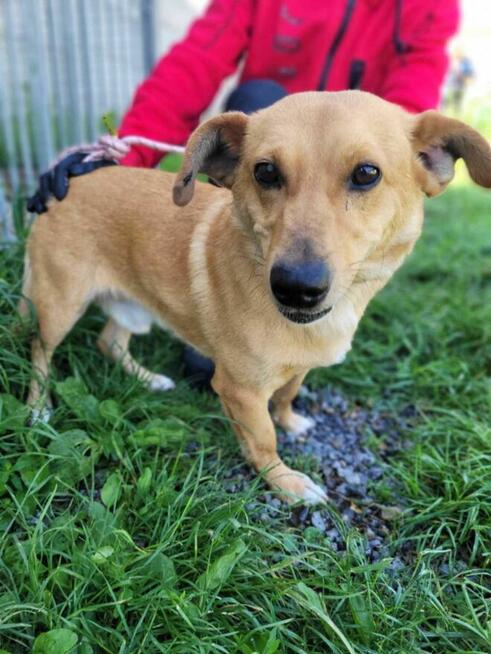 Łagodny, nieduży ZAJĄCZEK szuka domu !! Do adopcji !!