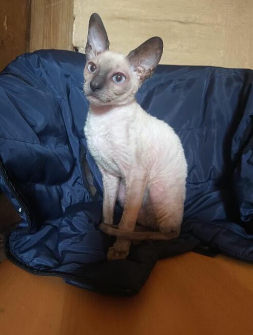Cornish rex kocurek hod. Urok Życia