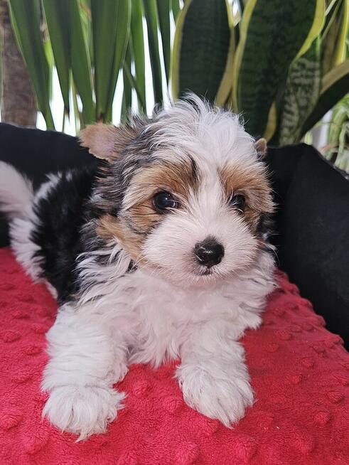 Biewer Yorkshire Terrier