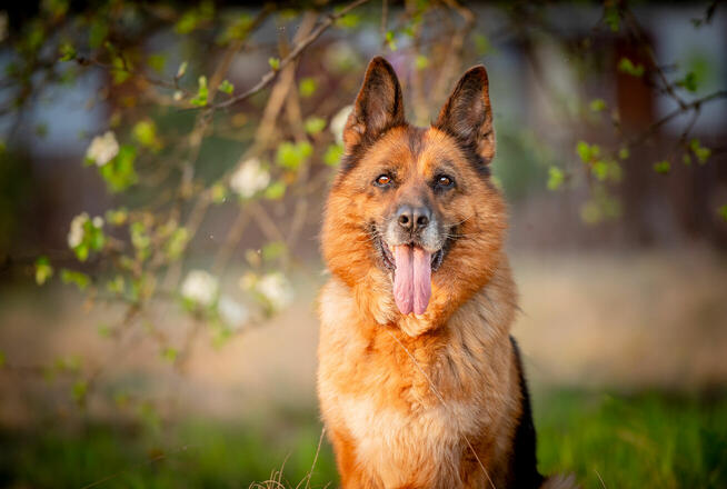 Poezja - dostojna, wesoła suczka ONka szuka domu!
