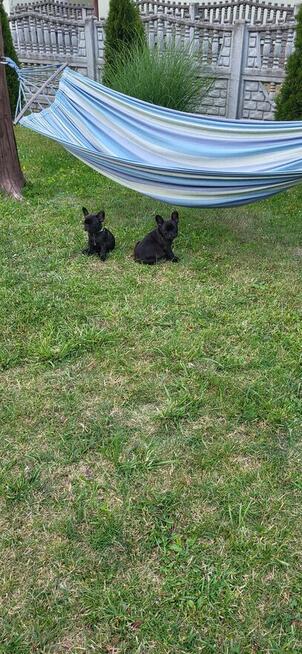 Buldogi francuskie szczenieta