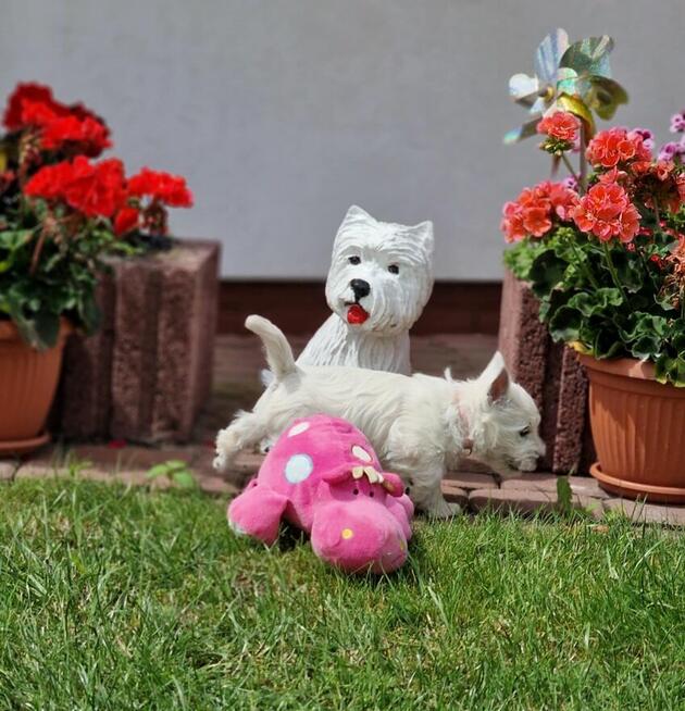 West Highland White Terrier