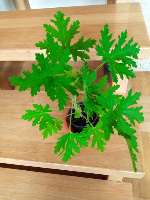 Geranium pachnące cytrynką