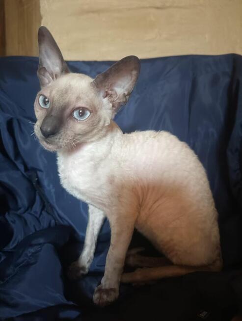 Cornish rex kocurek hod. Urok Życia