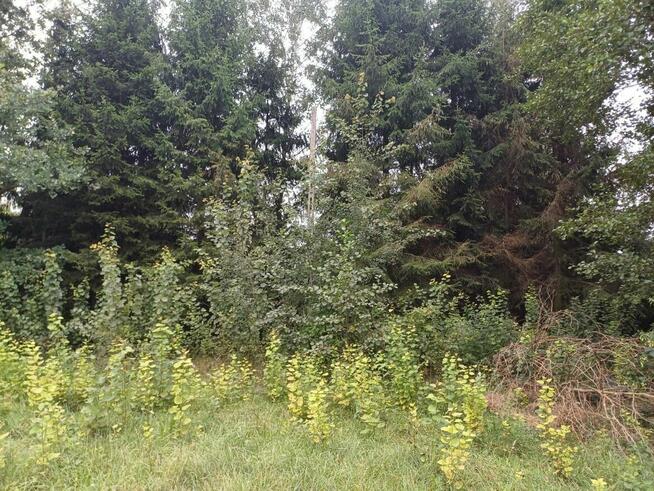 Dom Międzyborów gm. Jaktorów,