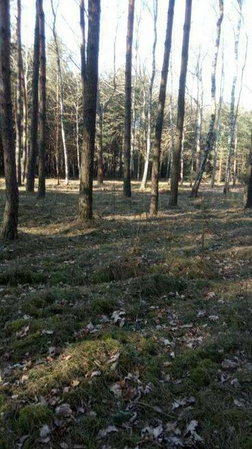 Działka rolna Borowiny gm. Skierniewice,