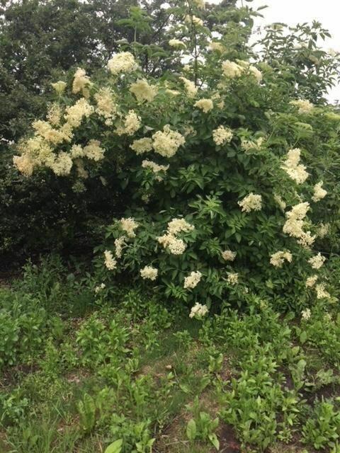 Działka rolna Koczargi Nowe gm. Stare Babice, Wiosenna