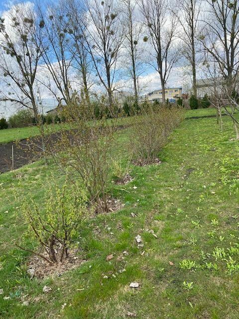 Działka rolna Koczargi Nowe gm. Stare Babice, Wiosenna