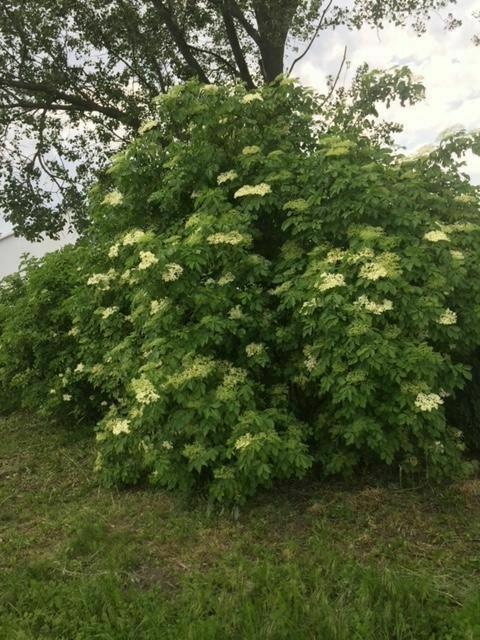 Działka rolna Koczargi Nowe gm. Stare Babice, Wiosenna