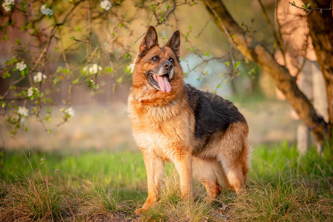Poezja - dostojna, wesoła suczka ONka szuka domu!
