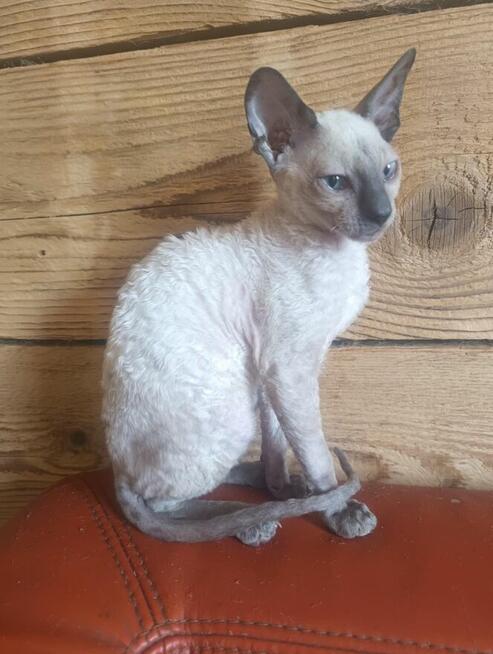 Cornish rex kocurek hod. Urok Życia