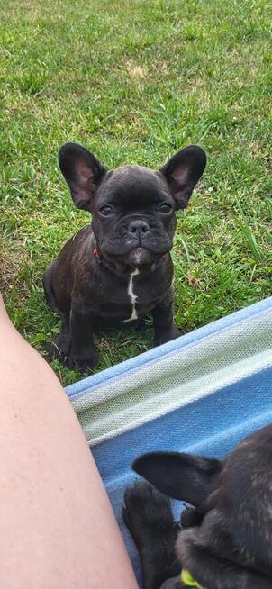 Buldogi francuskie szczenieta