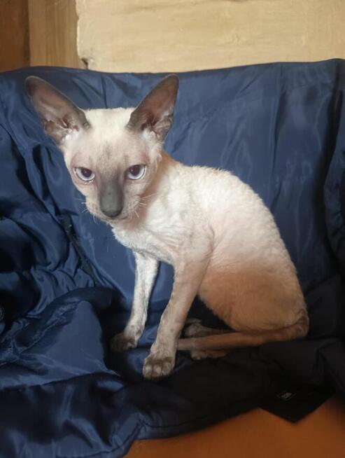 Cornish rex kocurek hod. Urok Życia