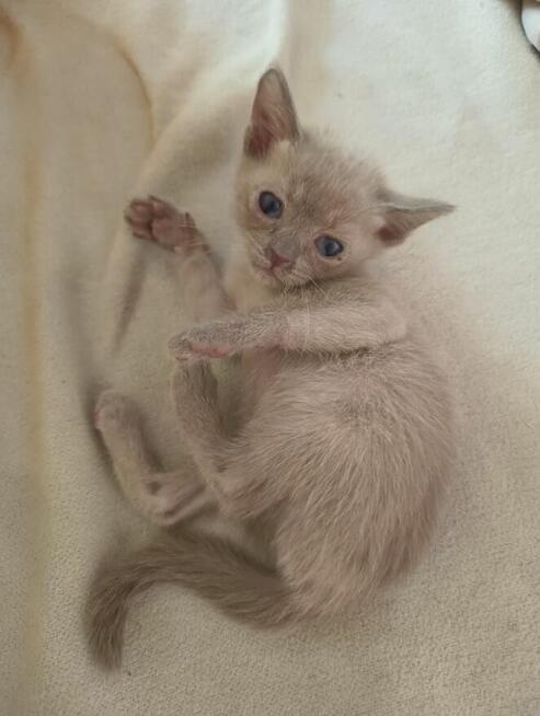 kotki, kocięta tonkijskie, syjamskie, burmańskie