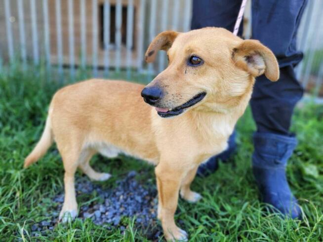 Łagodny, nieduży ZAJĄCZEK szuka domu !! Do adopcji !!