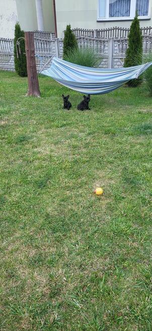 Buldogi francuskie szczenieta