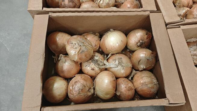 Cebula jest słodka!!!!!