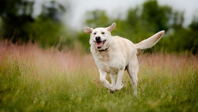 Kokos - biszkoptowy LABek szuka kochającego domu!