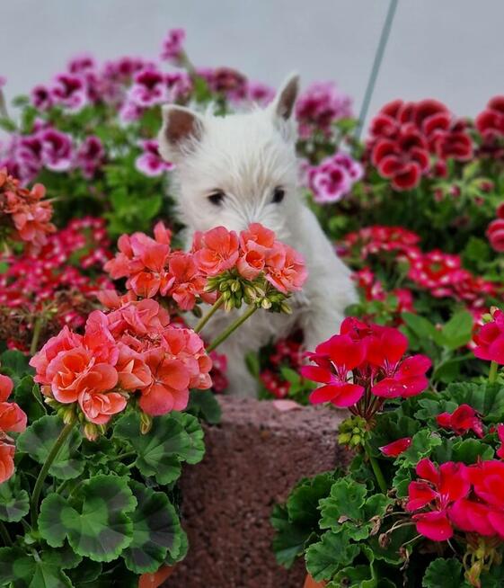 West Highland White Terrier