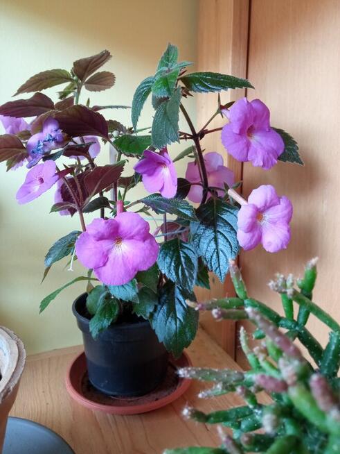 Flebodium szaro-niebieskie i ...