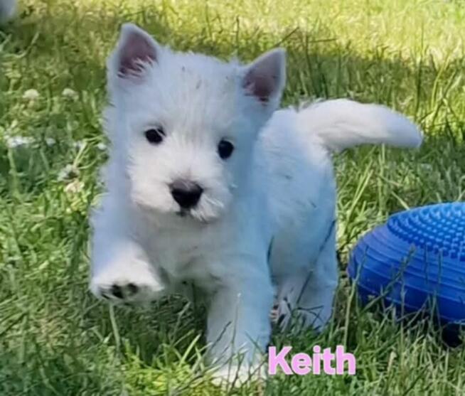 West Highland White Terrier
