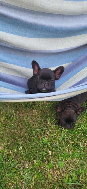 Buldogi francuskie szczenieta