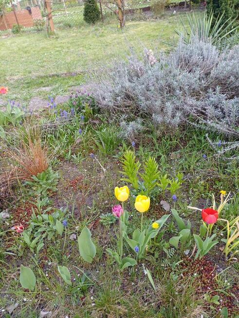 Dzialka ROD im Lotnictwa Polskiego w Poznaniu