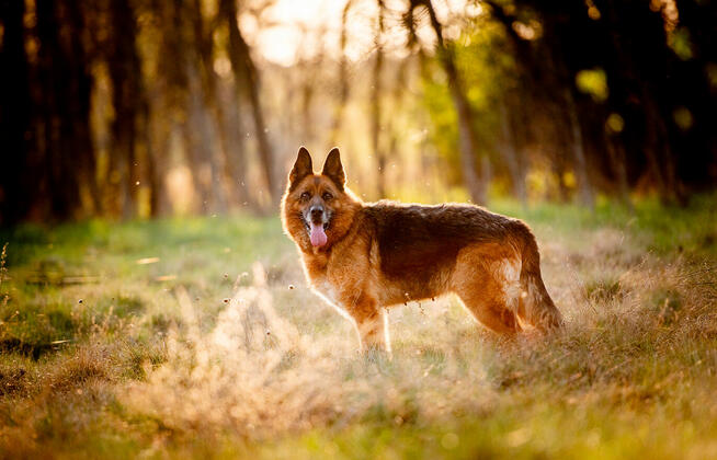Poezja - dostojna, wesoła suczka ONka szuka domu!