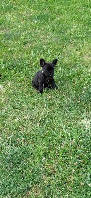 Buldogi francuskie szczenieta