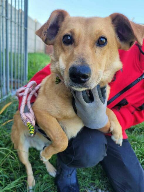 Łagodny, mały ZAJĄCZEK szuka domu !! Do adopcji !!