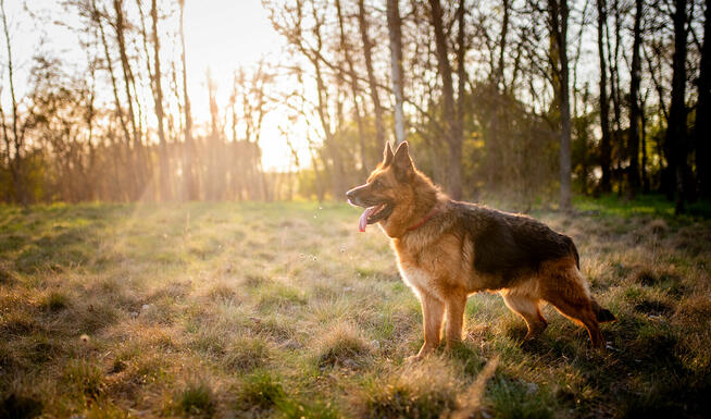 Poezja - dostojna, wesoła suczka ONka szuka domu!