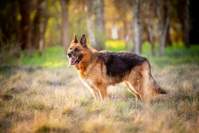 Poezja - dostojna, wesoła suczka ONka szuka domu!